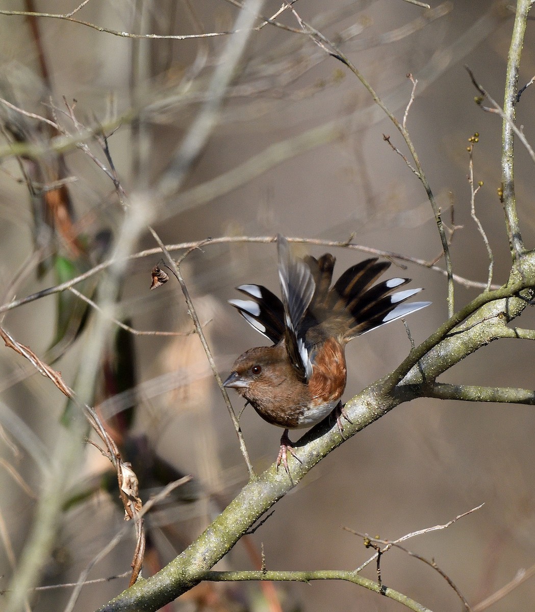 Kızıl Böğürlü Tovi - ML646817753