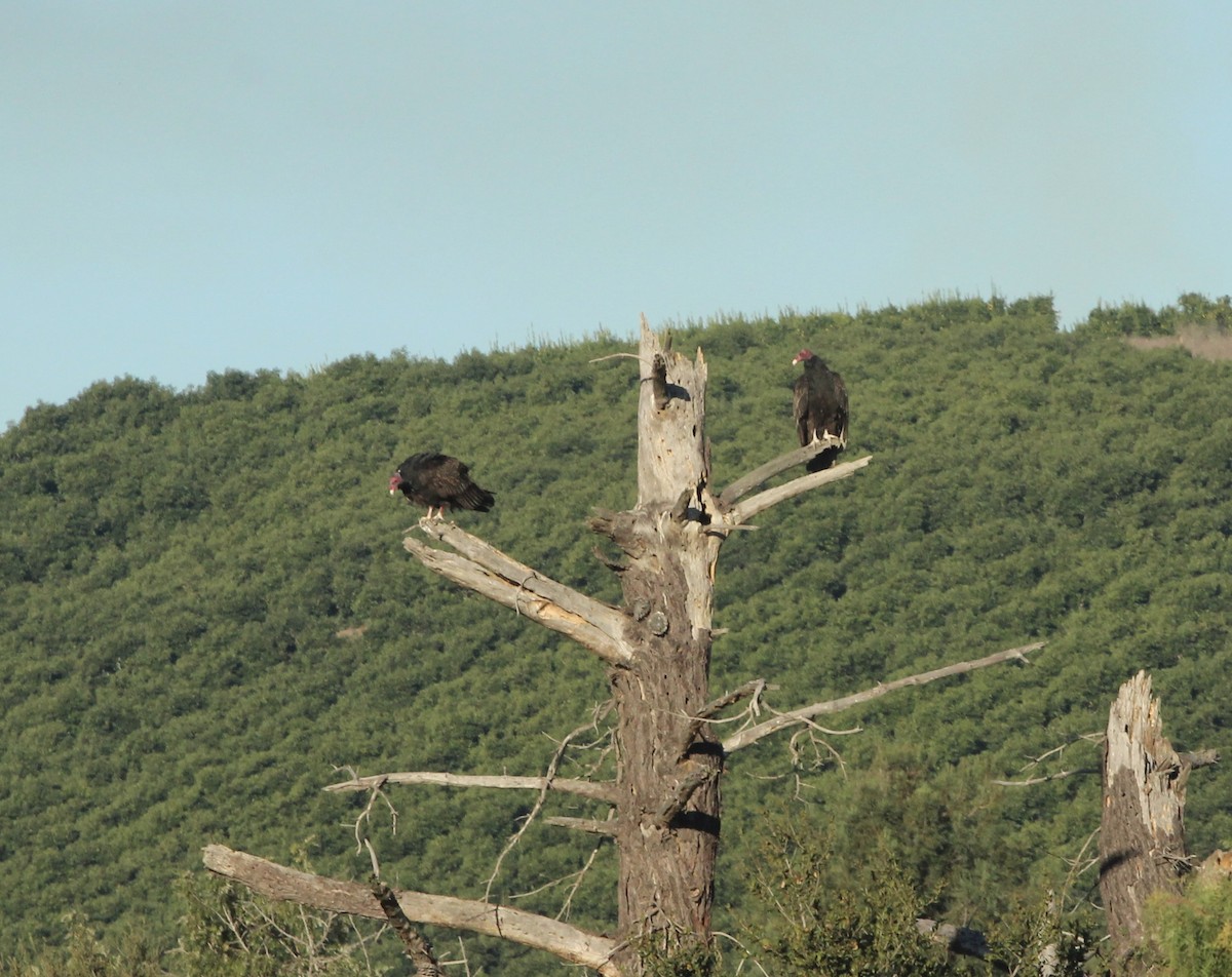 Truthahngeier - ML646817754