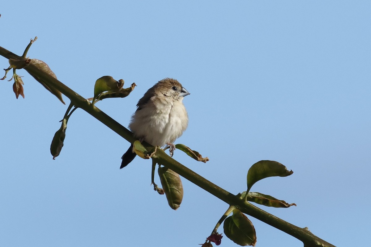 Indian Silverbill - ML646817755