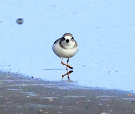 Flötenregenpfeifer - ML646817756