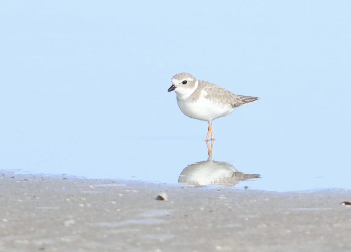 Flötenregenpfeifer - ML646817757