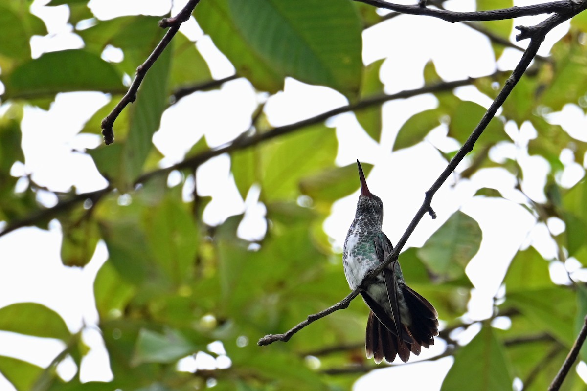 Glittering-throated Emerald - ML646817758