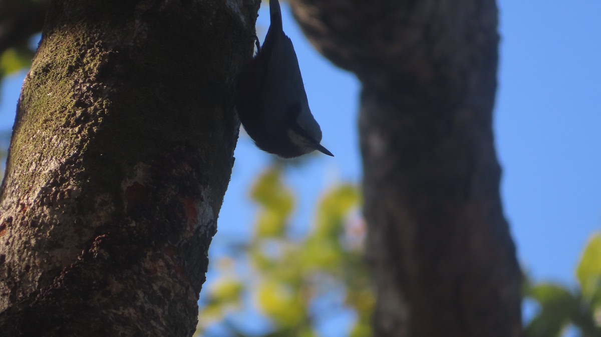 Indian Nuthatch - ML646817759