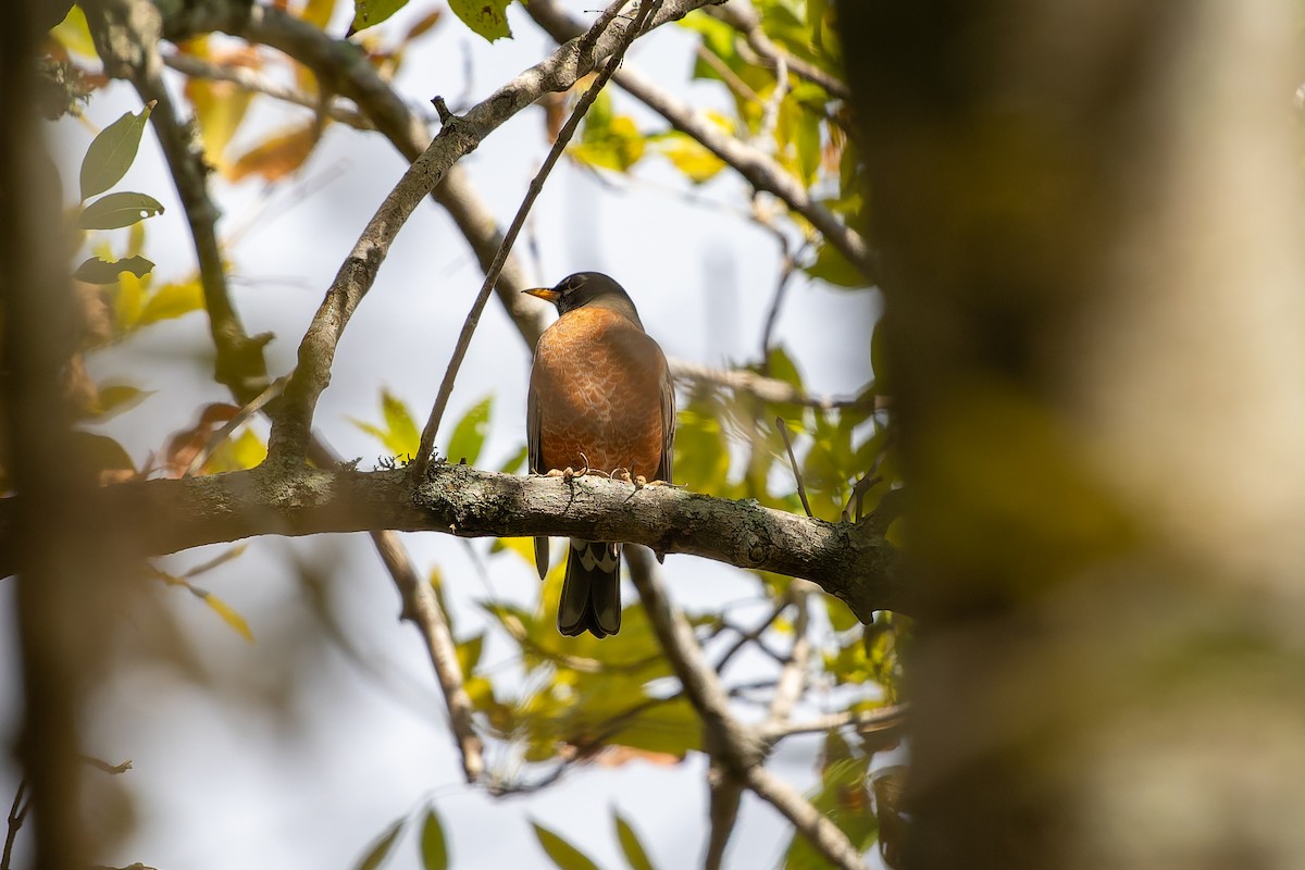American Robin - ML646817761