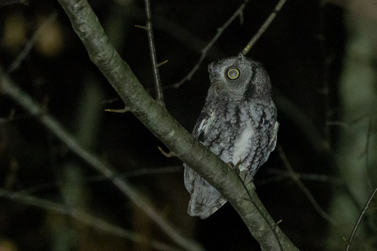 Eastern Screech-Owl (Northern) - ML646817762
