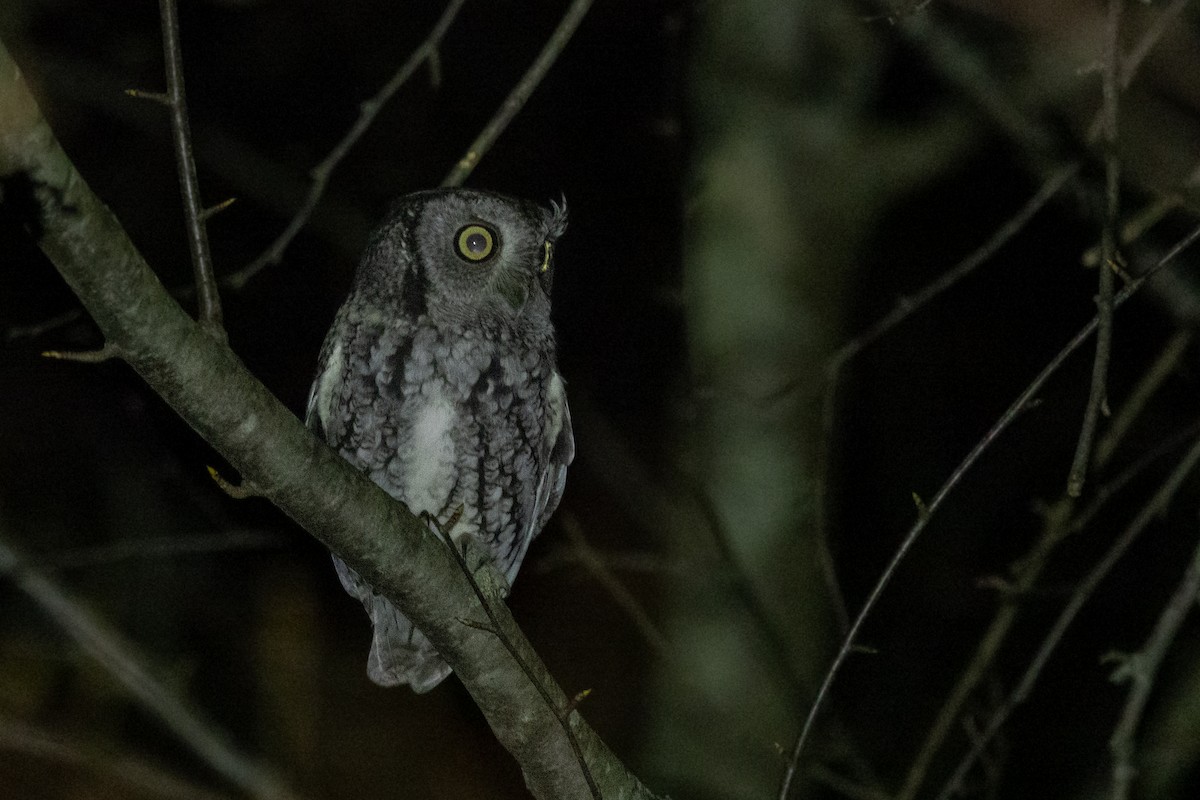 Eastern Screech-Owl (Northern) - ML646817763
