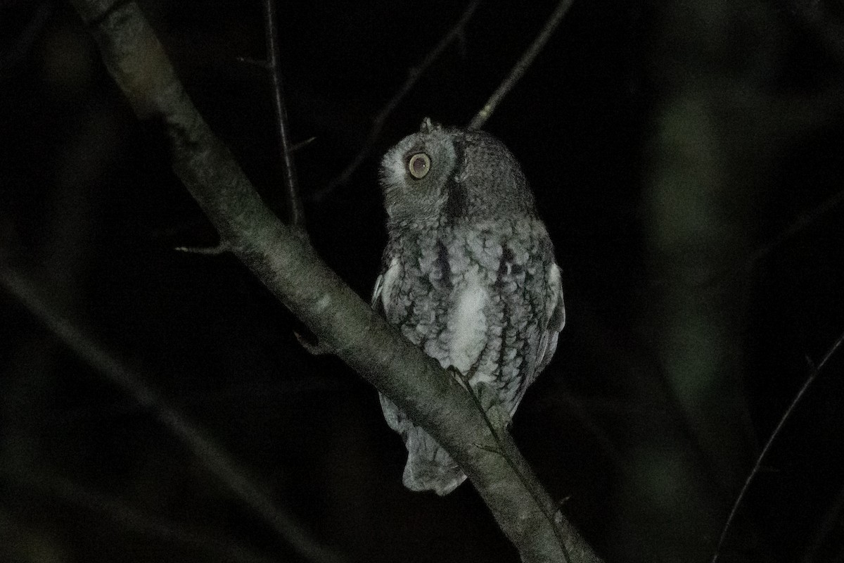 Eastern Screech-Owl (Northern) - ML646817764
