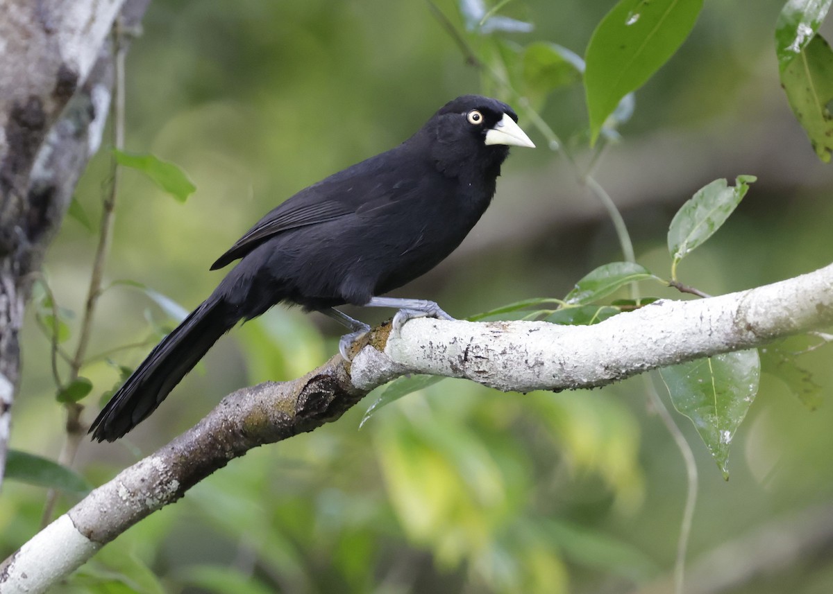 Yellow-billed Cacique - ML646817767