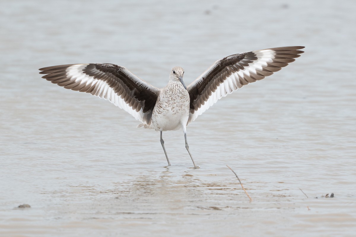 Willet - ML646817769