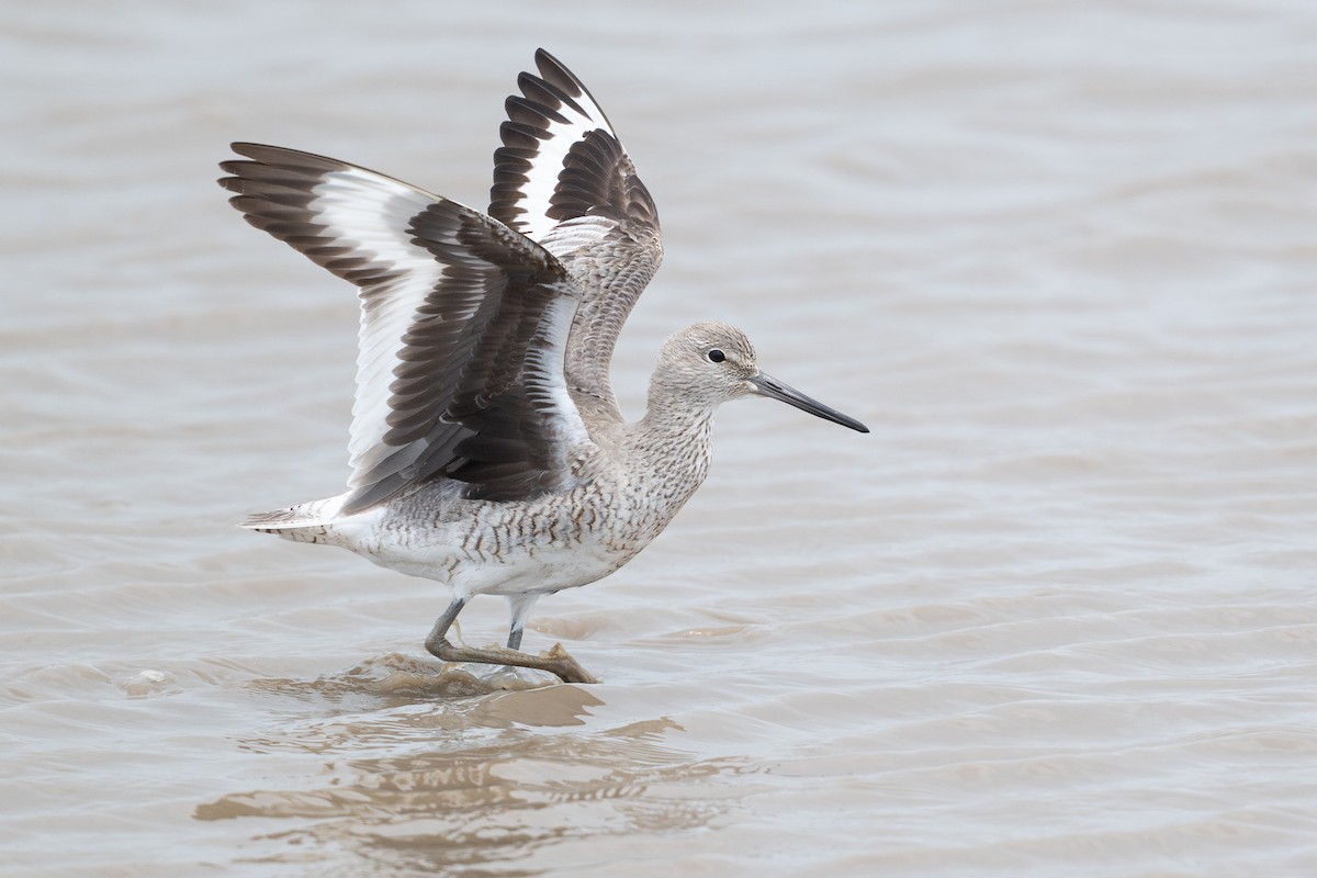 Willet - ML646817770
