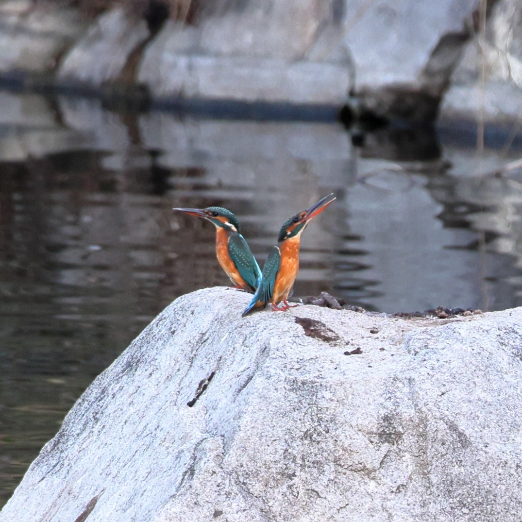 翠鳥 - ML646817772