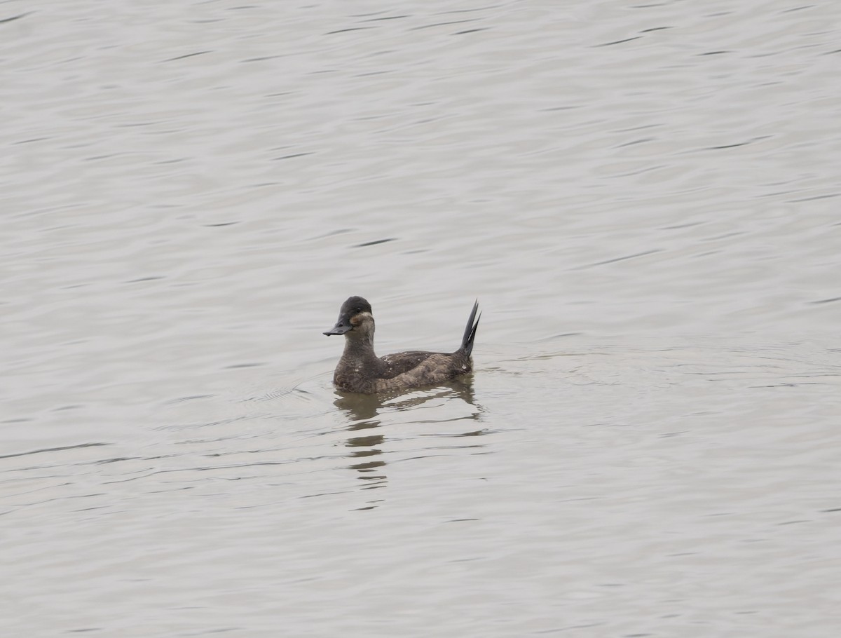 Савка американська - ML646817779