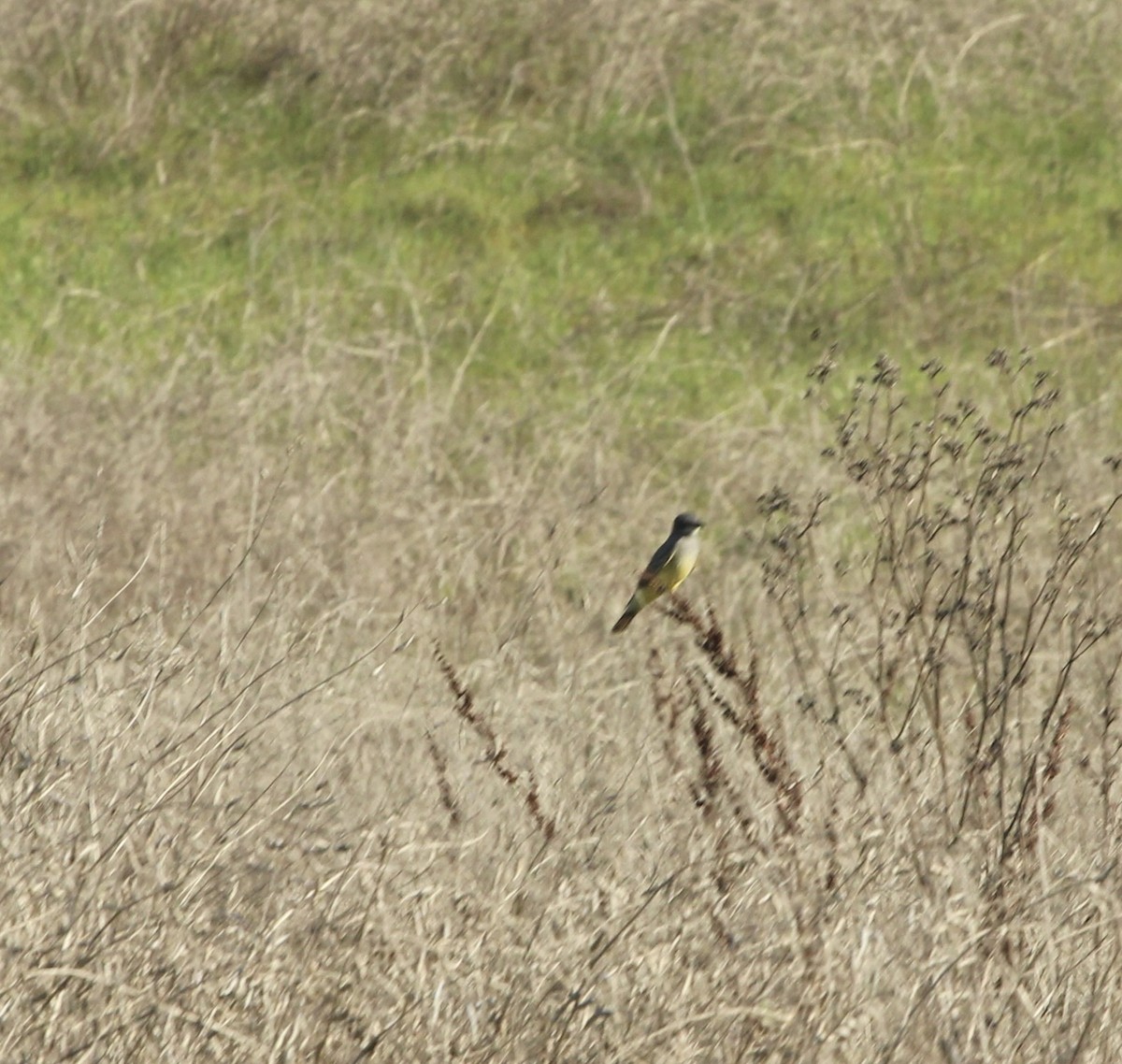 Cassinkönigstyrann - ML646817780