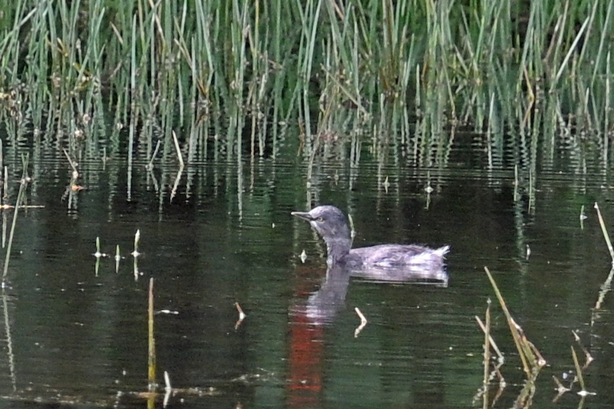 Least Grebe - ML646817782