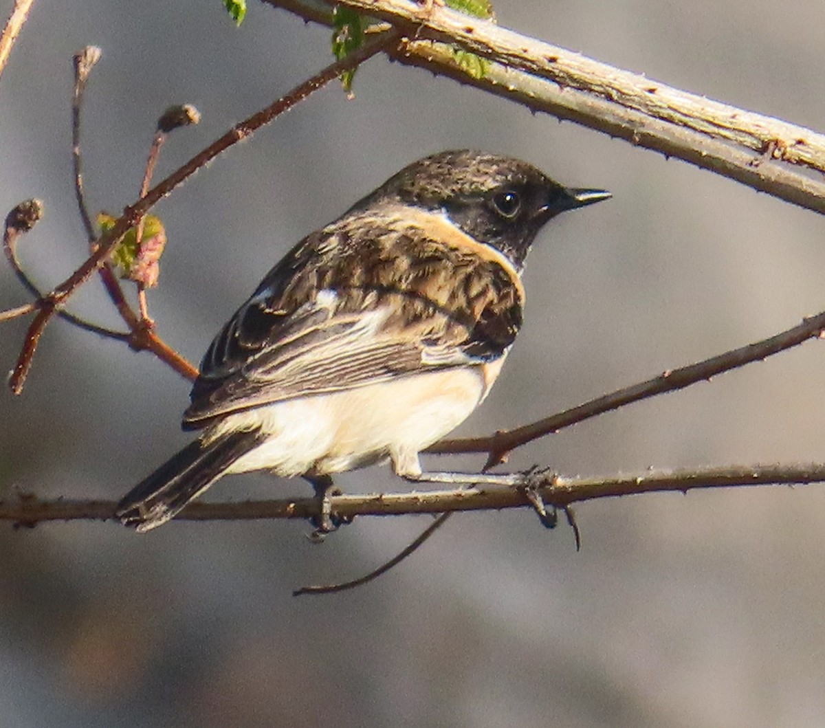 דוחל מזרחי - ML646817784