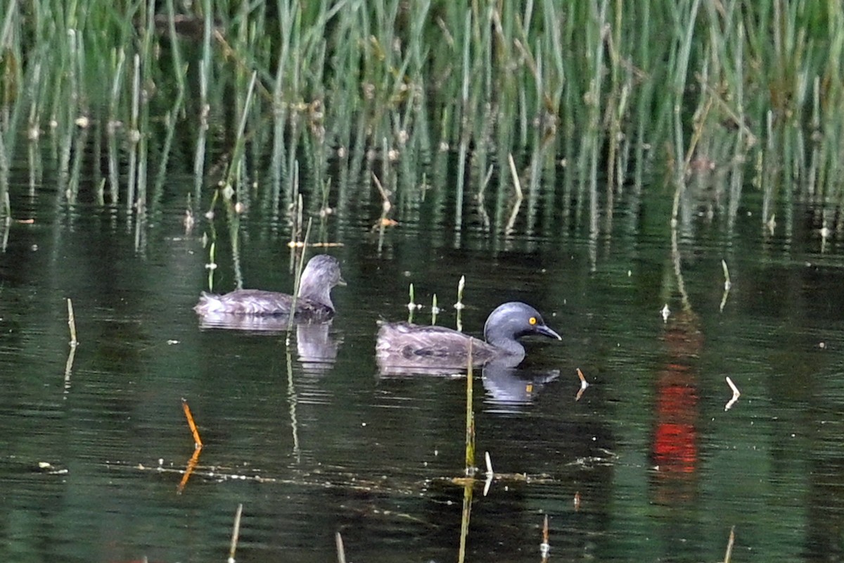 Least Grebe - ML646817786
