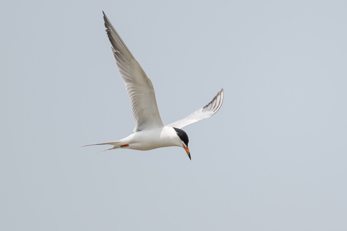 Forster's Tern - ML646817787