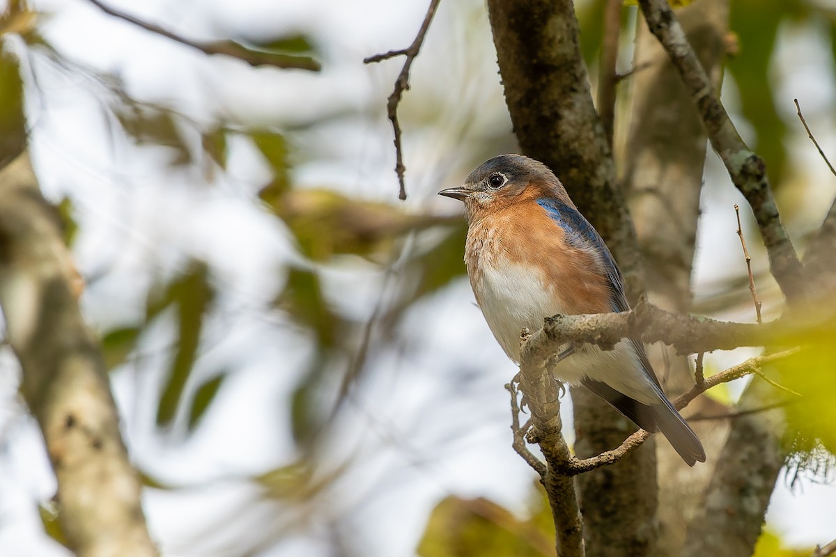 Eastern Bluebird - ML646817788