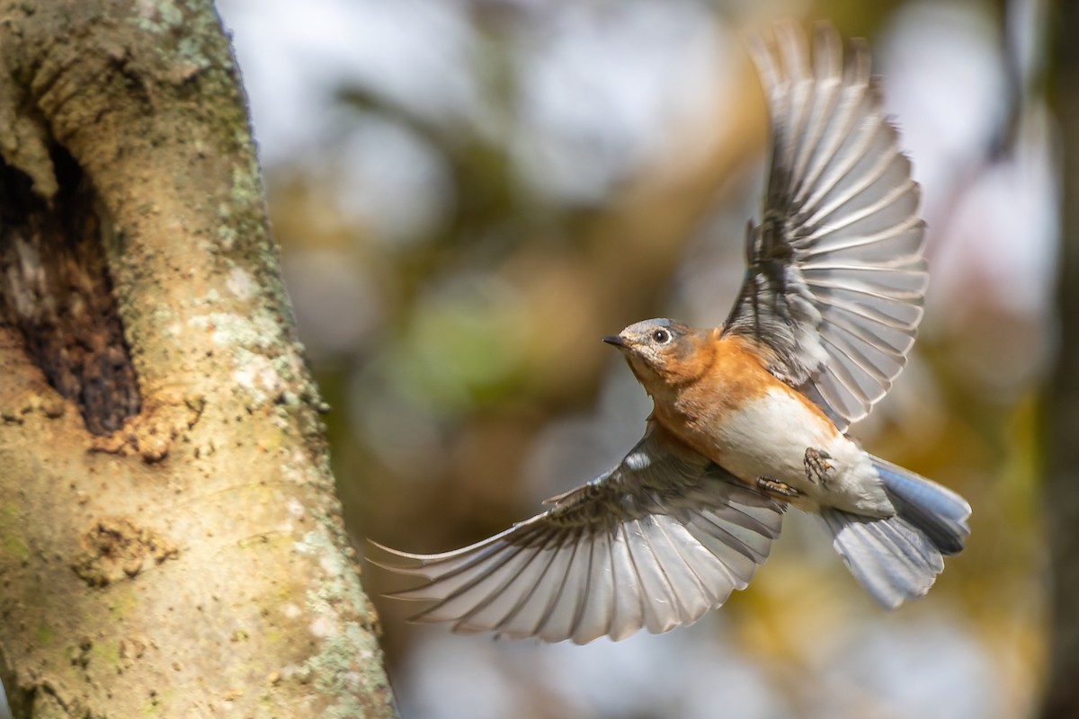 Eastern Bluebird - ML646817789