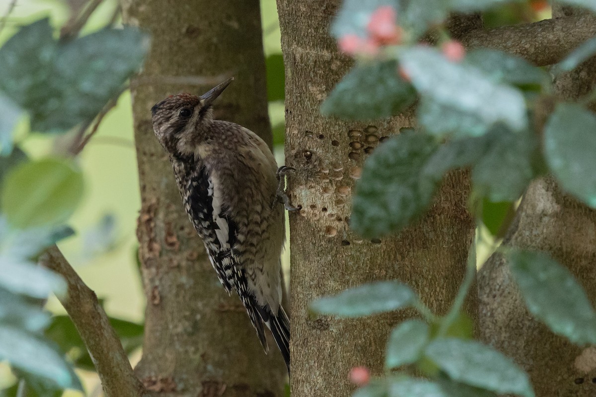 Gelbbauch-Saftlecker - ML646817790