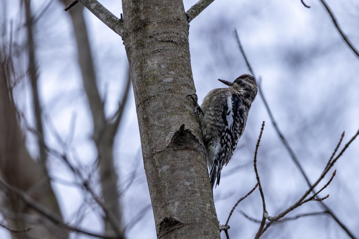 Gelbbauch-Saftlecker - ML646817791