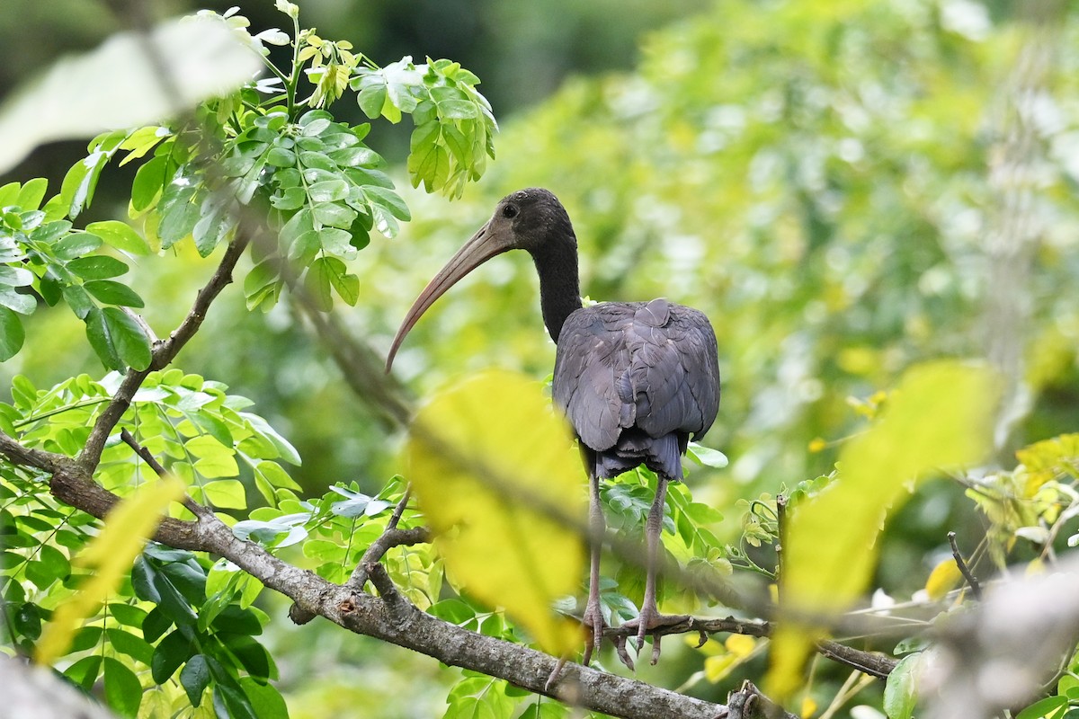 Bare-faced Ibis - ML646817794