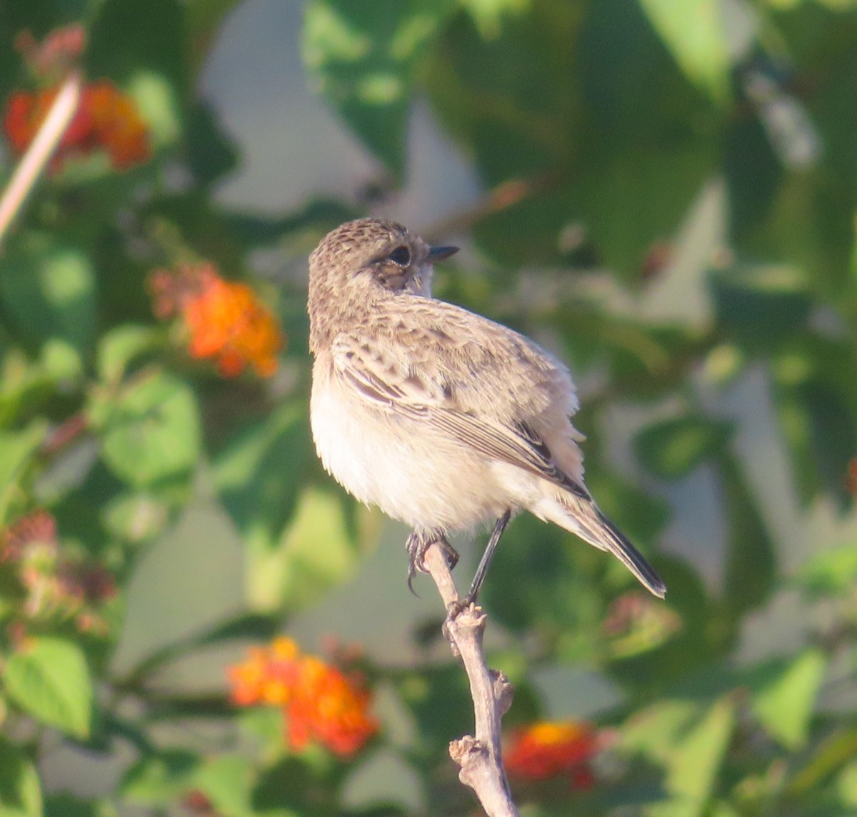 דוחל מזרחי - ML646817797
