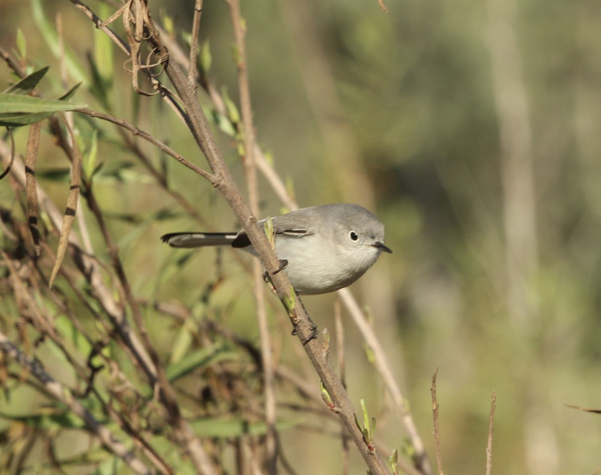 Blaumückenfänger - ML646817799