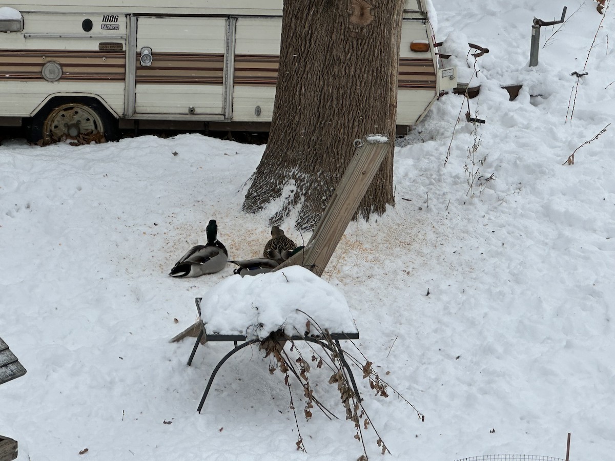 Mallard - ML646817801