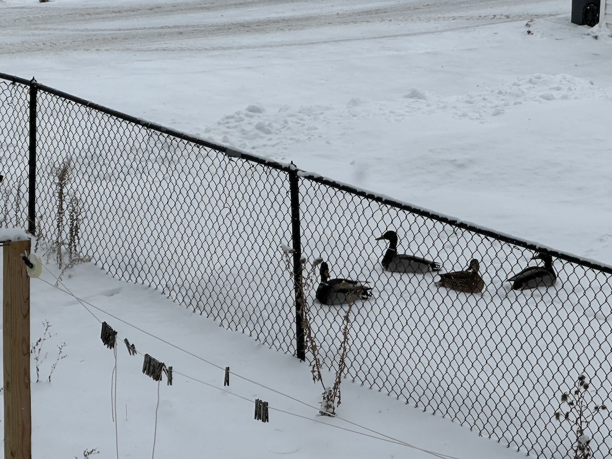 Mallard - ML646817802