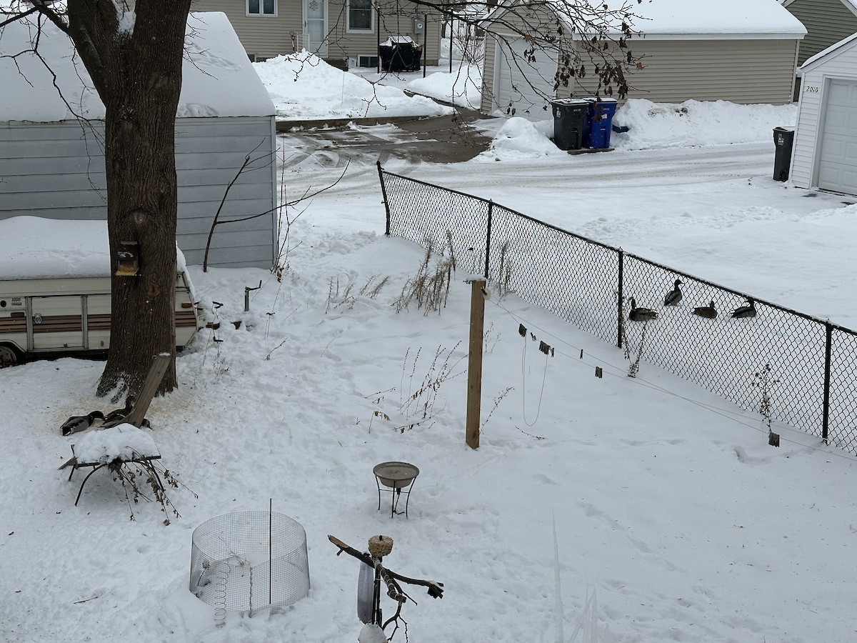 Mallard - ML646817803