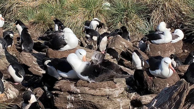 Albatro sopracciglineri (melanophris) - ML646817804