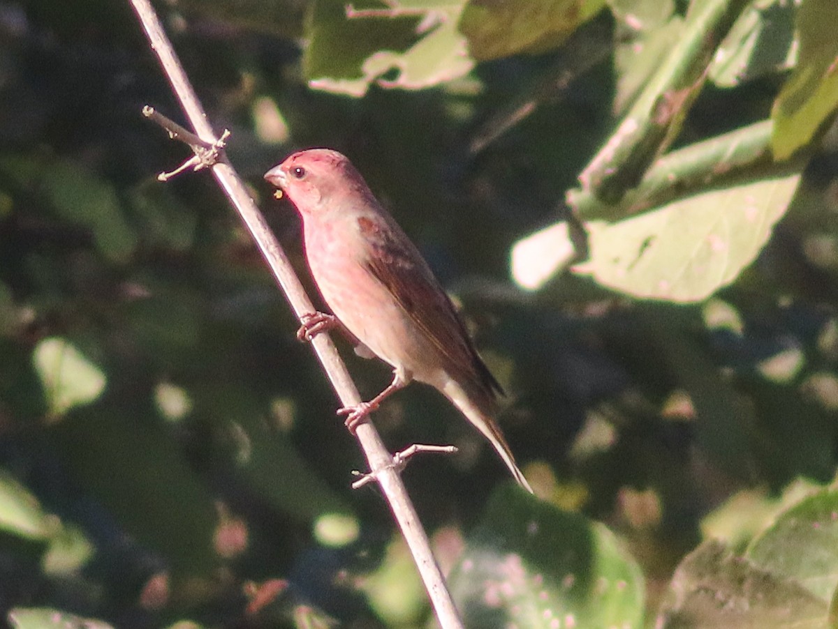ורדית אירופית - ML646817806