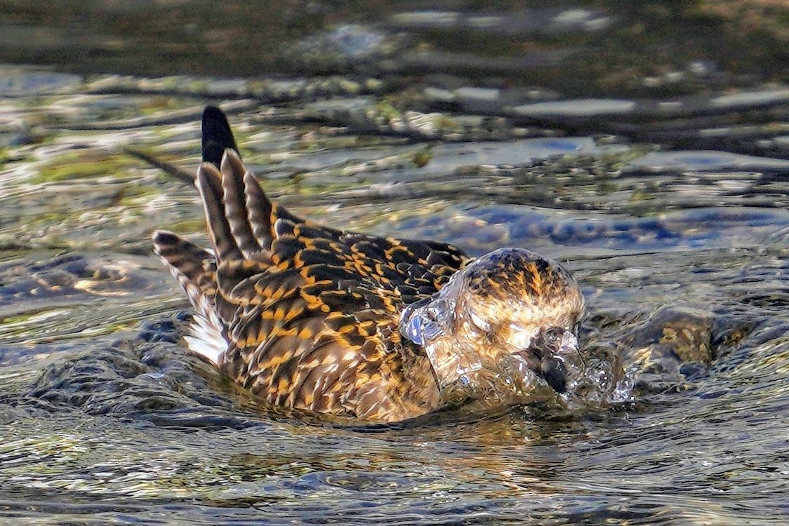 Pacific Golden-Plover - ML646817807