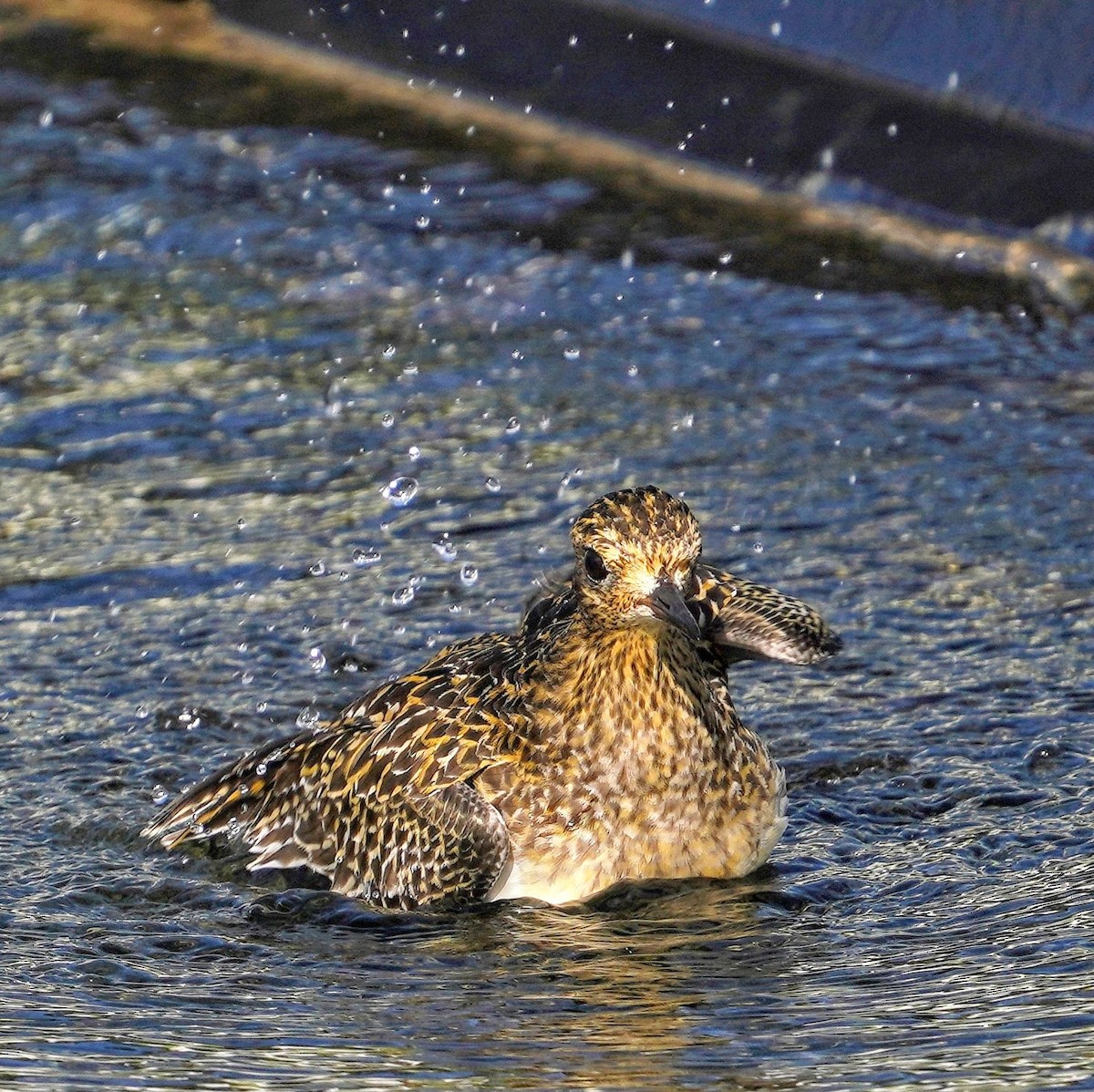 Pacific Golden-Plover - ML646817808