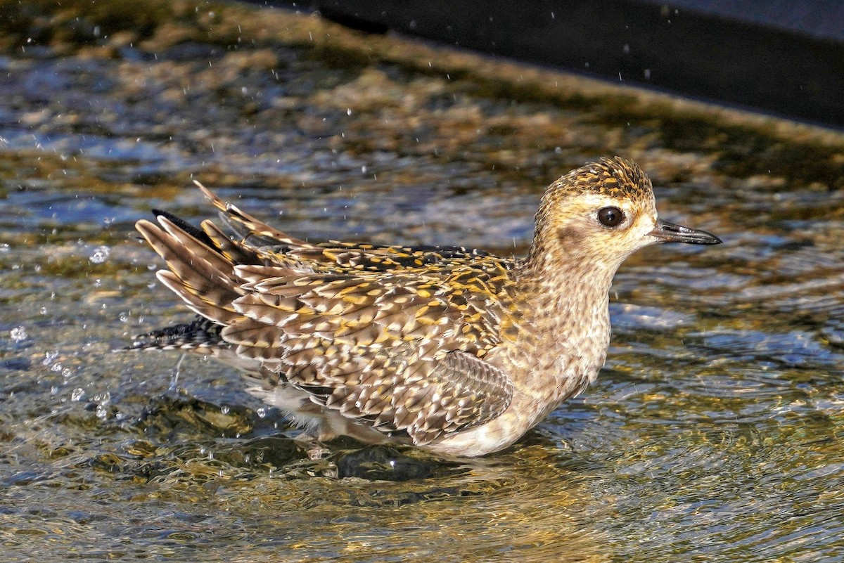 Pacific Golden-Plover - ML646817809