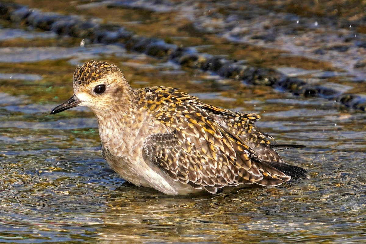 Pacific Golden-Plover - ML646817810