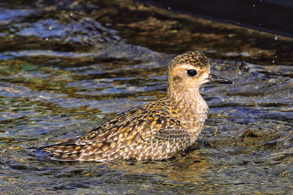 Pacific Golden-Plover - ML646817811
