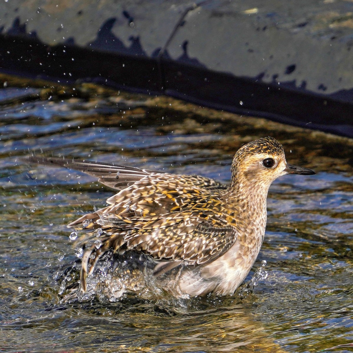 Pacific Golden-Plover - ML646817812