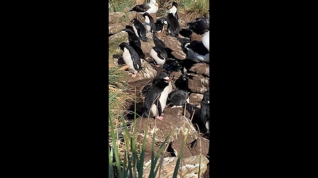 Western Rockhopper Penguin - ML646817815