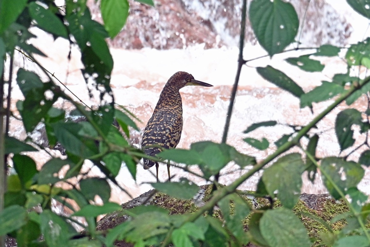 Rufescent Tiger-Heron - ML646817816