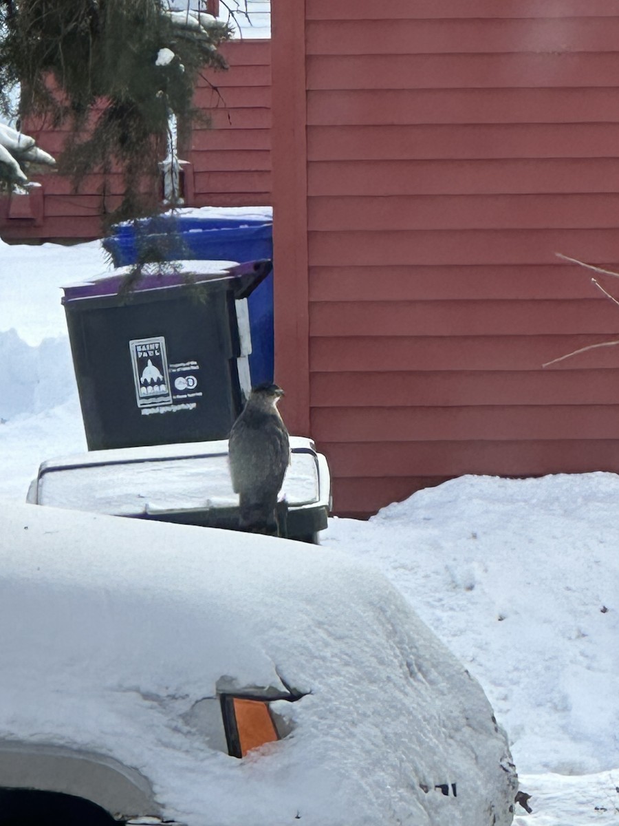 Cooper's Hawk - ML646817818