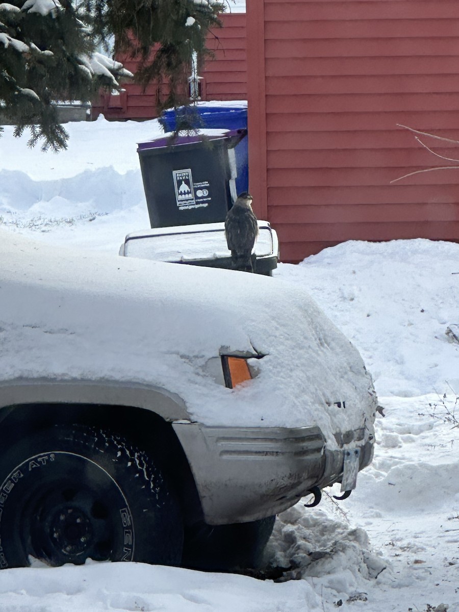 Cooper's Hawk - ML646817819