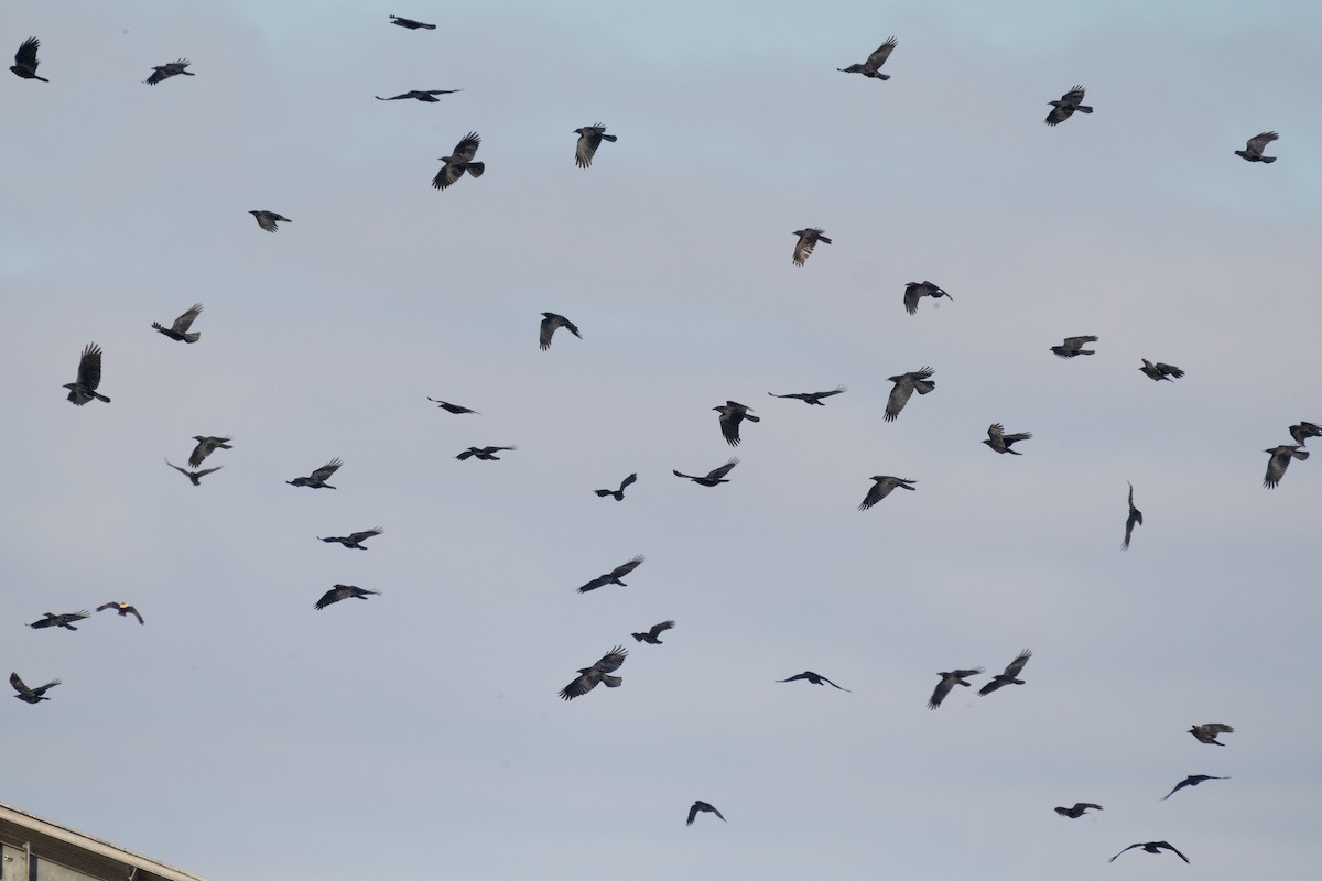 American Crow - ML646817820