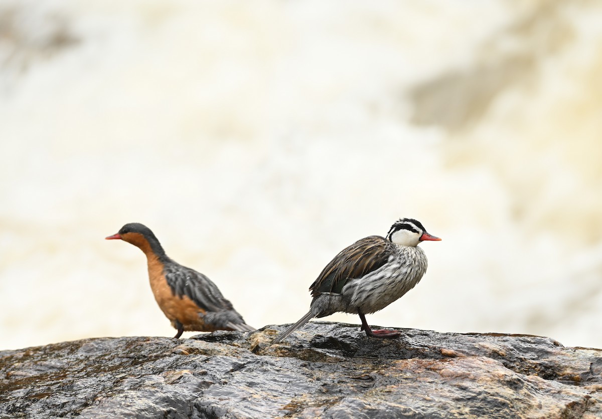 Sturzbachente - ML646817821