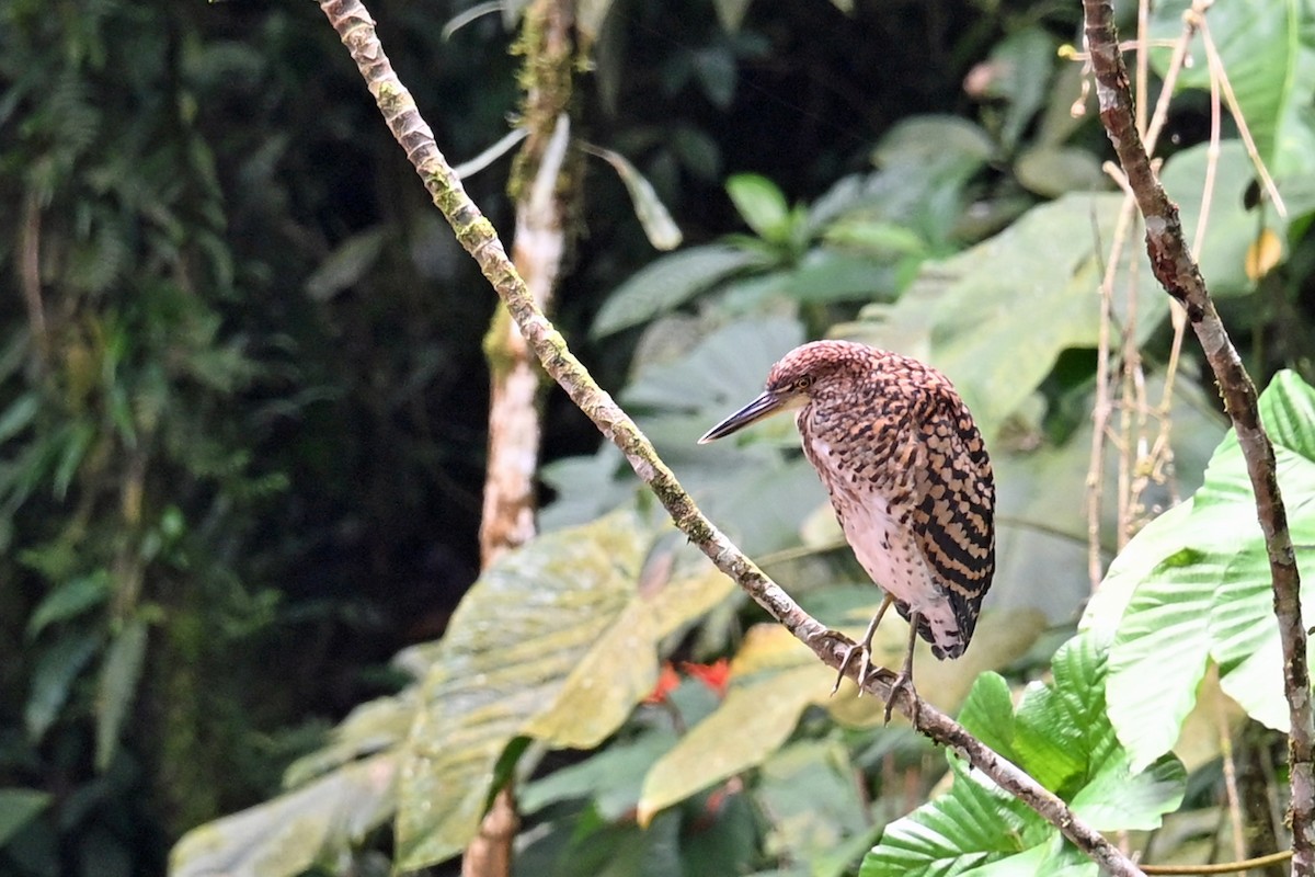 Rufescent Tiger-Heron - ML646817823