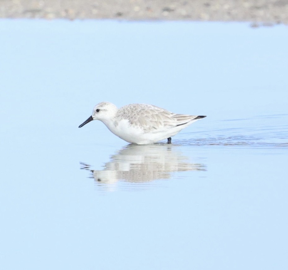 Sanderling - ML646817831