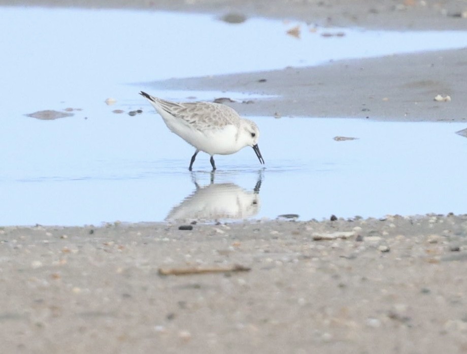 Sanderling - ML646817832