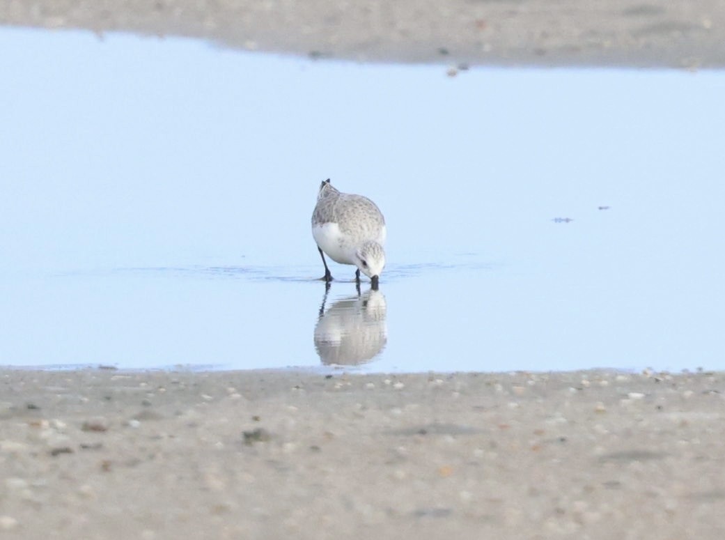 Sanderling - ML646817833