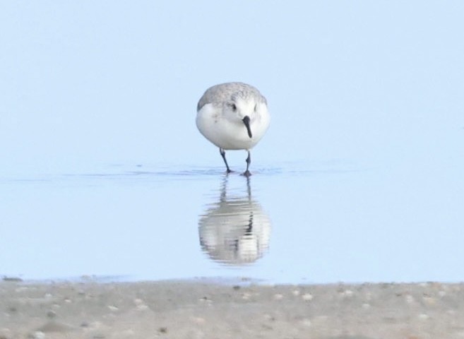 Sanderling - ML646817834